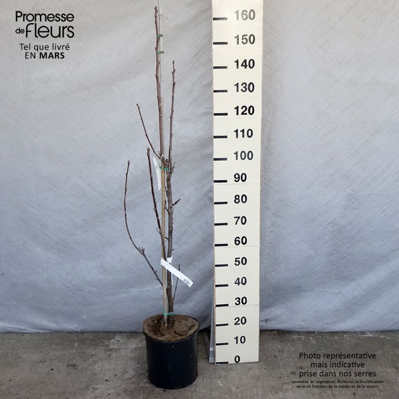 Exemplaar van Sorbus aria Lutescens - Meelbes Pot van 12 l/15 l, Stengel zoals geleverd in de lente