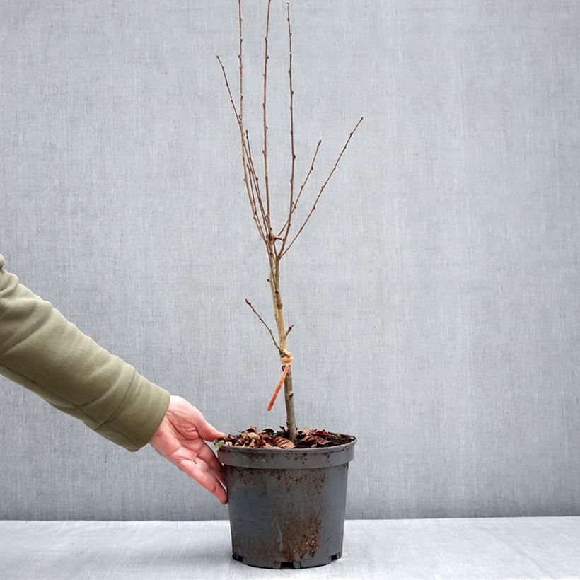 Example of Alisier du Japon Red Bird - Sorbus alnifolia  Pot van 4 l/5 l as you get in hiver