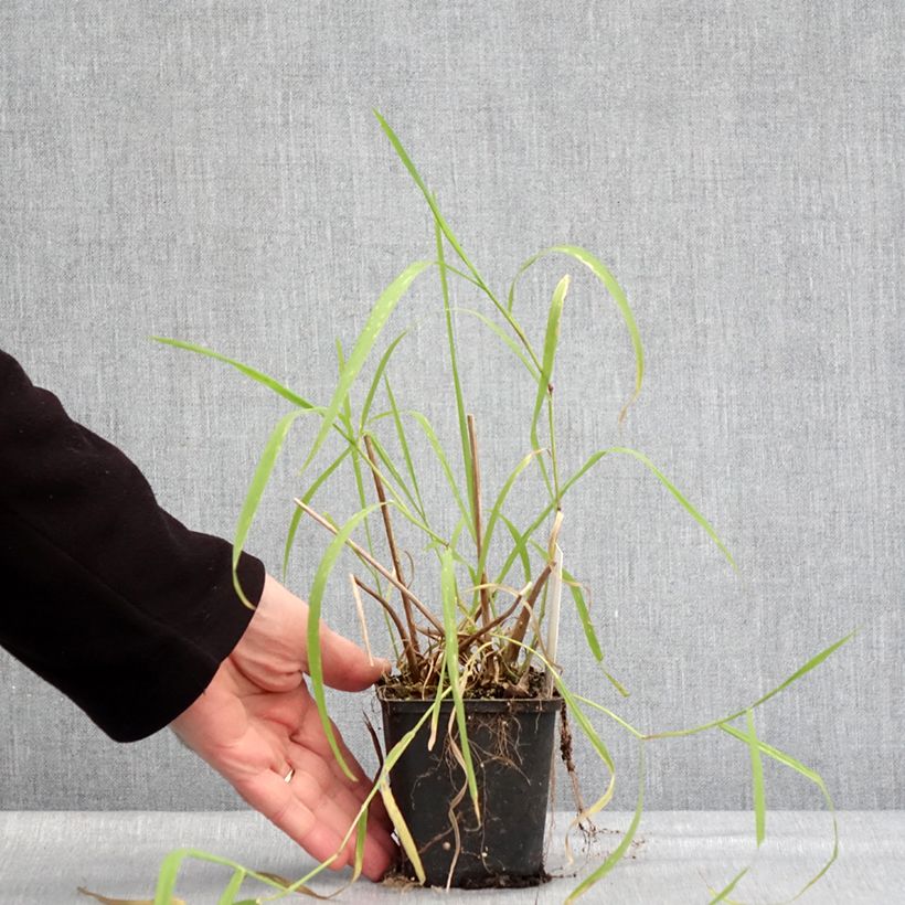 Example of Alisma lanceolatum - Plantain d'eau à feuilles lancéolées Kweekpotje van 8/9 cm as you get in hiver