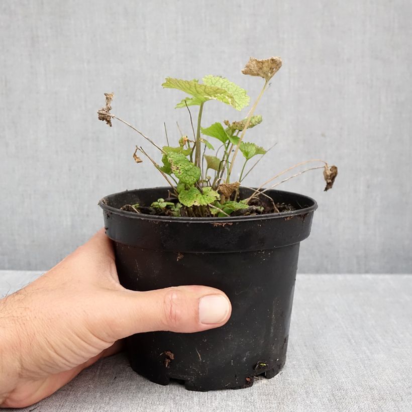 Exemplaar van Look-zonder-look - Alliaria petiolata Pot van 1,5 l/2 l zoals geleverd in de herfst