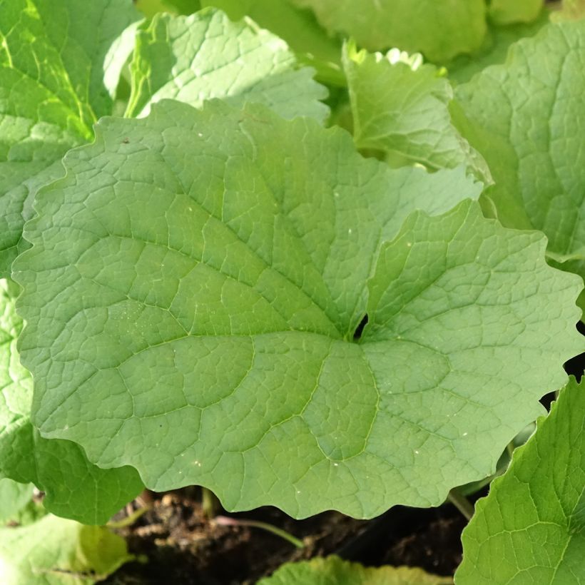 Look-zonder-look - Alliaria petiolata (Blad)