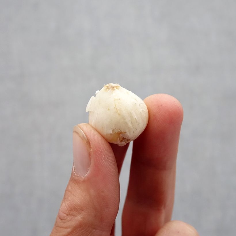 Exemplaar van Allium ampeloprasum - Olifantenlook Bol kaliber 6+ zoals geleverd in de herfst