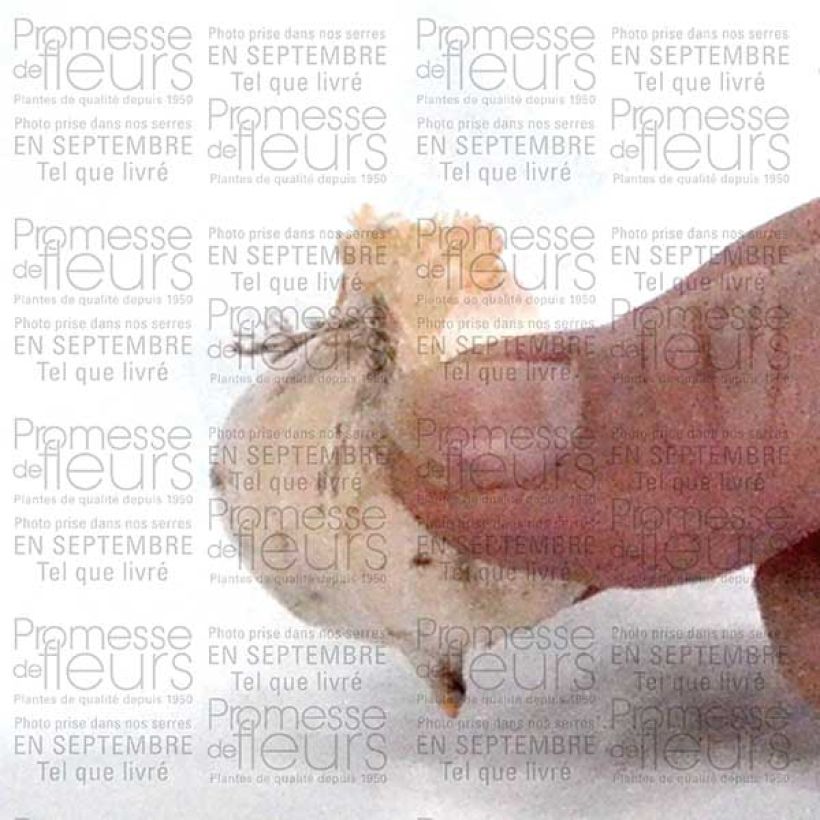 Voorbeeld van een exemplaar van Ail d'ornement - Allium bulgaricum ou nectaroscordum Bulbe calibre 8/10 zoals geleverd