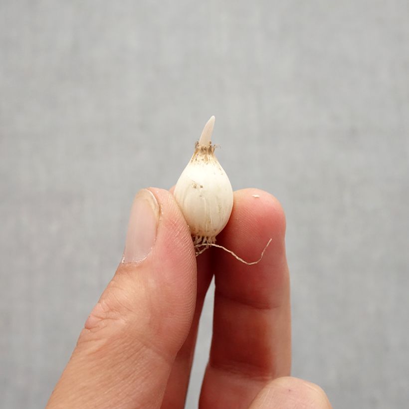 Exemplaar van Allium chloranthum Yellow Fantas - Sierui Bol kaliber 6+ zoals geleverd in de herfst