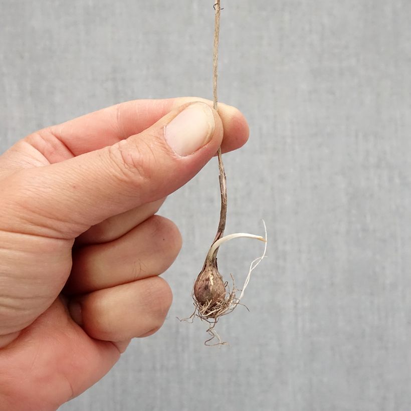 Exemplaar van Allium flavum - Gele look Bol kaliber I zoals geleverd in de herfst