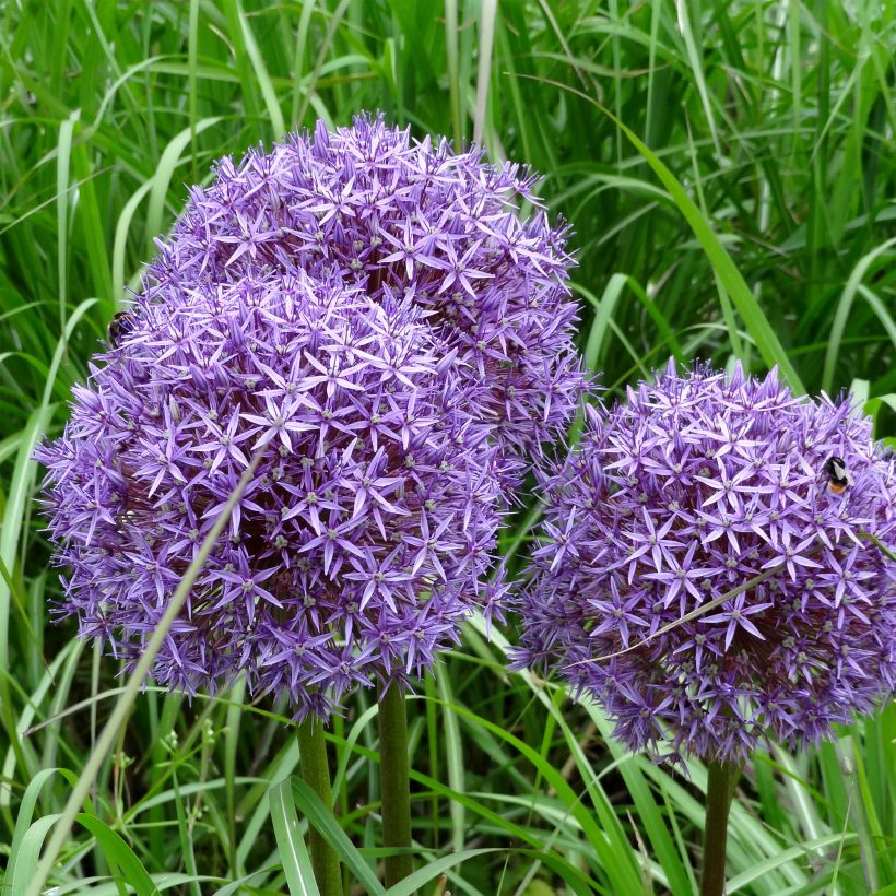 Allium Globemaster - Sierui (Flowering)