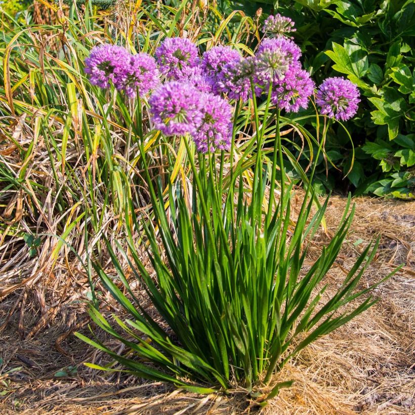 Allium Millenium - Sierui (Plant habit)