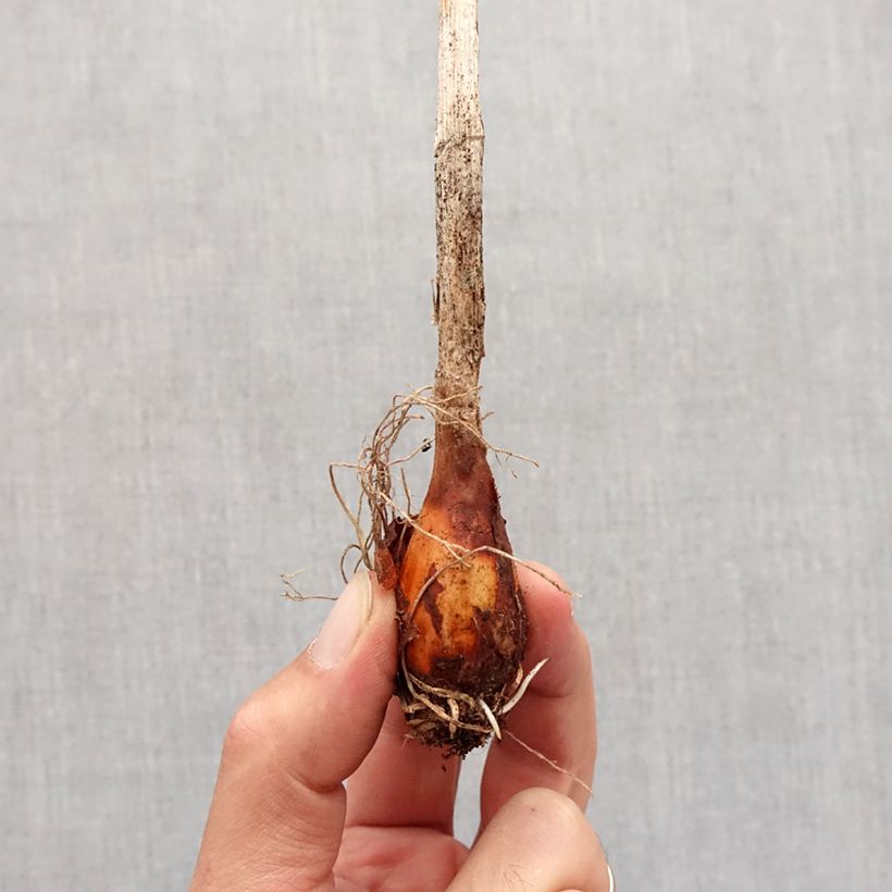 Exemplaar van Allium obliquum - Siberische knoflook Bol kaliber I zoals geleverd in de herfst