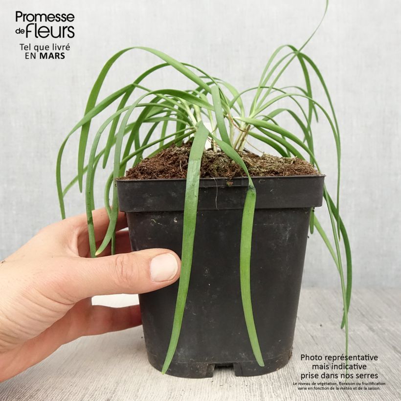 Example of Allium tuberosum Cliffs of Dover - Chinese bieslook Kweekpotje van 8/9 cm as you get in printemps