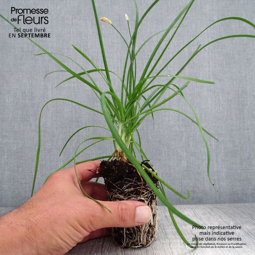 Example of Allium tuberosum Cliffs of Dover - Chinese bieslook Mini-mot Ø 3/4 cm as you get in automne