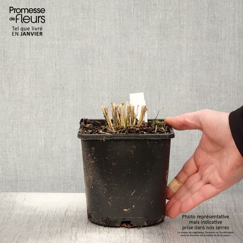 Example of Allium tuberosum Cliffs of Dover - Chinese bieslook Pot van 2 l/3 l as you get in hiver