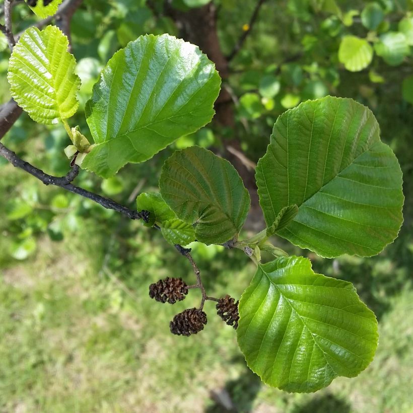 Alnus glutinosa - Zwarte els (Foliage)