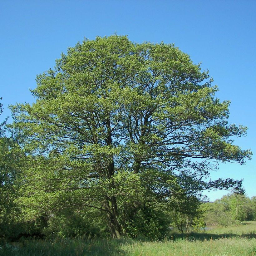 Alnus glutinosa - Zwarte els (Plant habit)