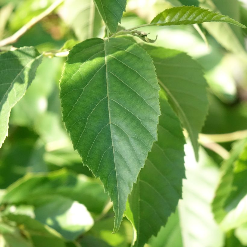 Alnus x spaethii - Els (Blad)