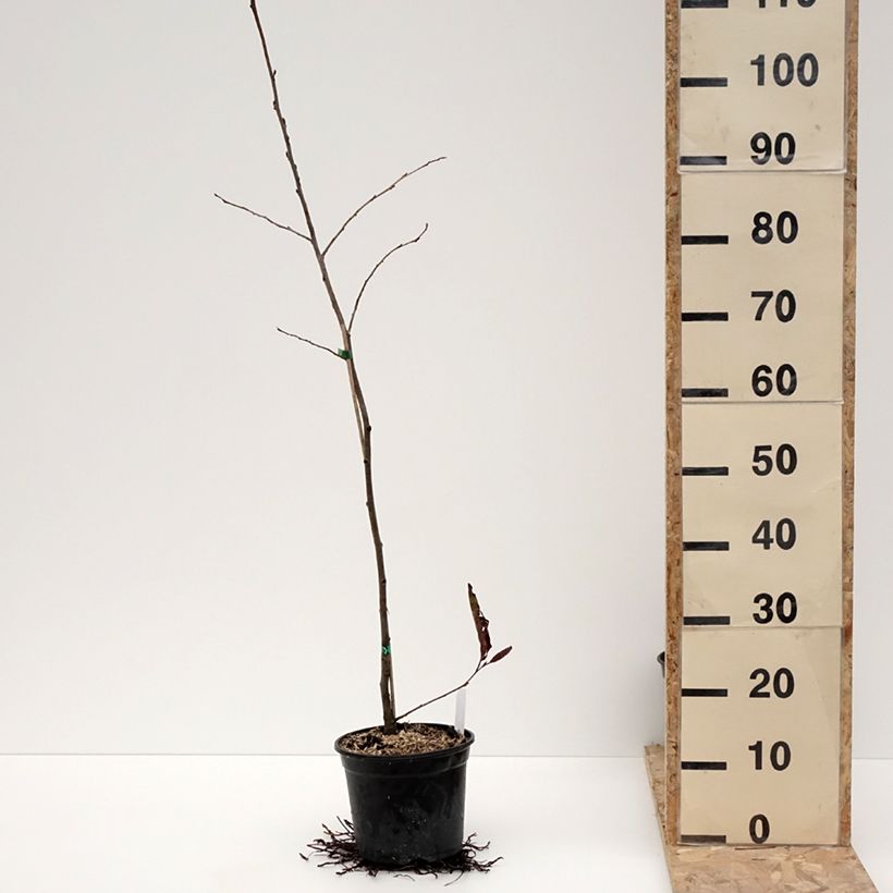 Example of Alnus spaethii - Aulne de Spaeth Pot van 3 l/4 l as you get in hiver