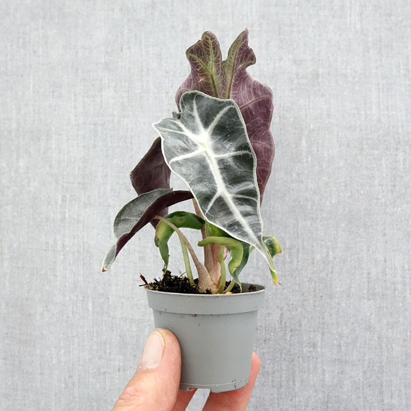 Example of Alocasia Amazonica Dwarf - Oreille d'éléphant Mini-plante as you get in printemps