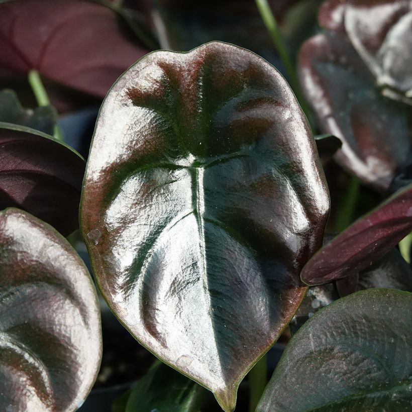 Alocasia cuprea Red - Olifantsoor (Blad)