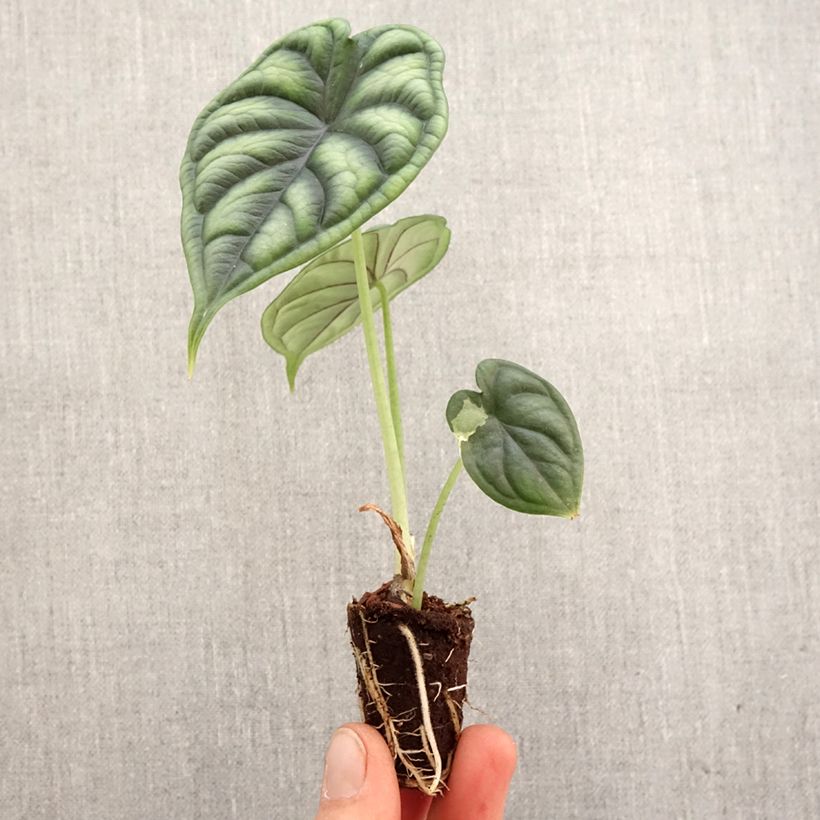 Example of Alocasia Dragon Scale - Olifantsoor Mini-plante as you get in printemps