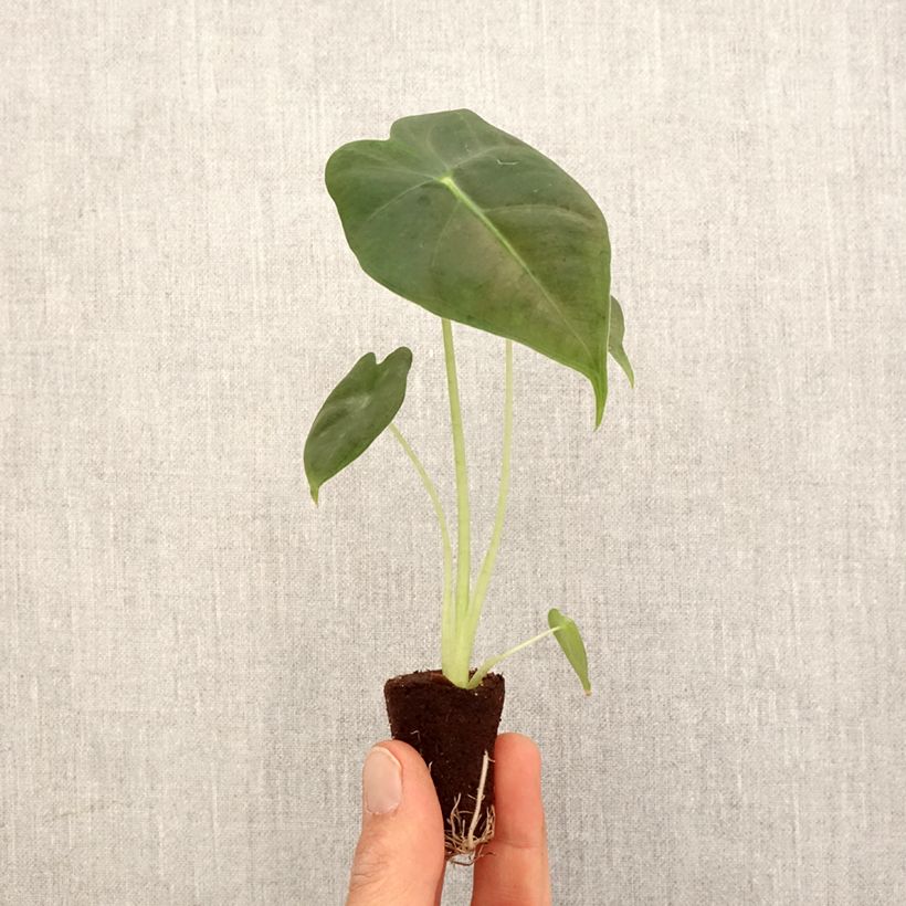 Exemplaar van Alocasia micholitziana Frydek - Olifantsoor Mini-kamerplanten zoals geleverd in de lente