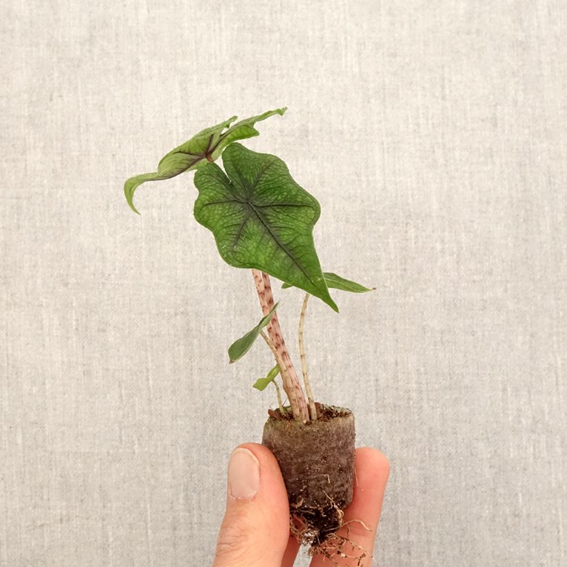 Example of Alocasia Jacklyn - Olifantsoor Mini-plante as you get in printemps