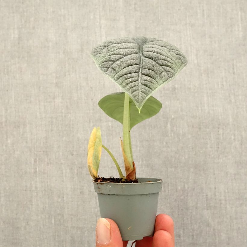 Example of Alocasia melo - Olifantsoor Mini-plante as you get in automne