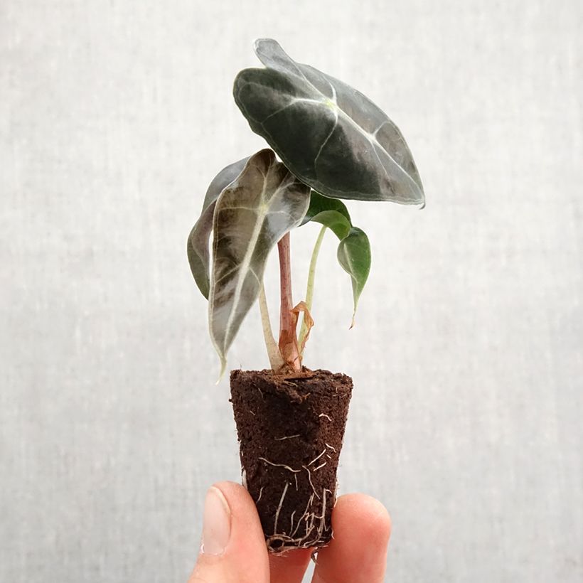 Example of Alocasia Polly - Oreille d'éléphant Mini-plante as you get in printemps