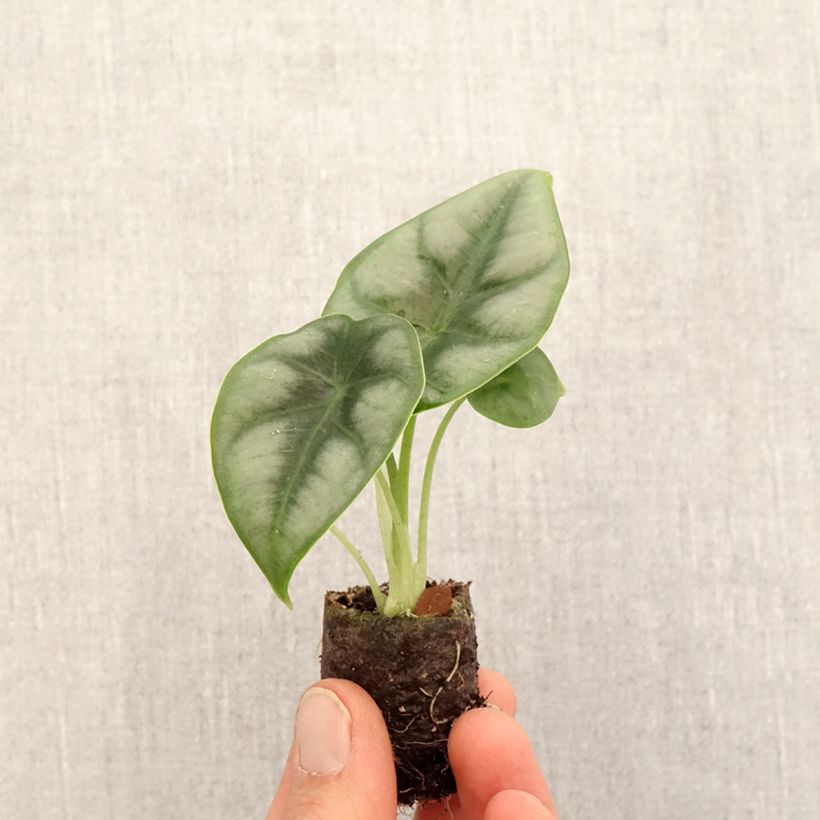 Example of Alocasia reversa - Oreille d'éléphant Mini-plante as you get in printemps