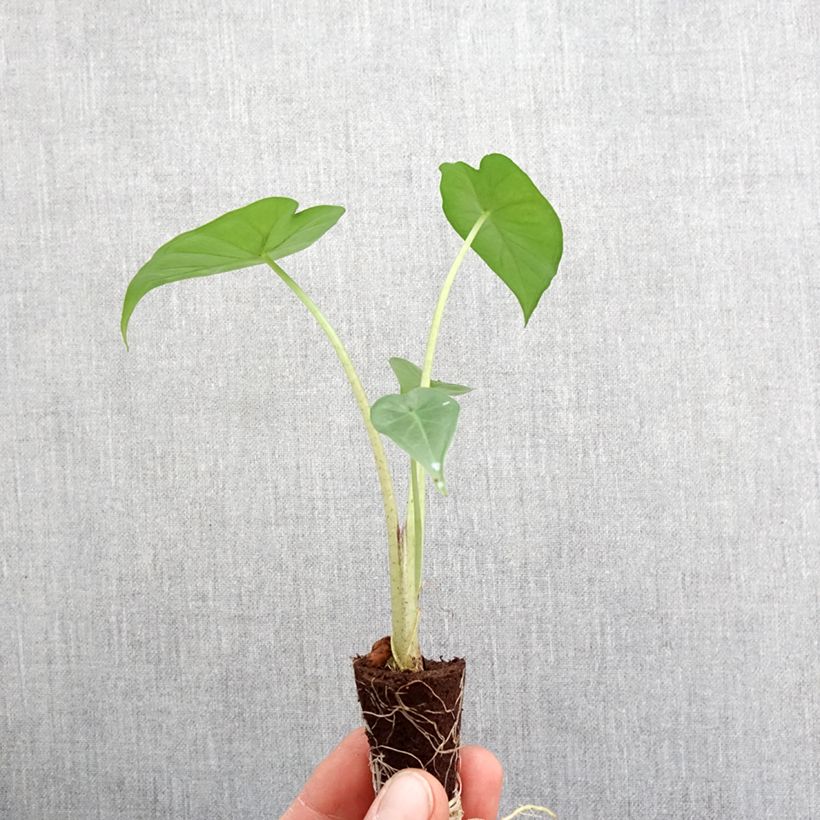 Exemplaar van Alocasia Sumo - Olifantsoor Mini-kamerplanten zoals geleverd in de lente