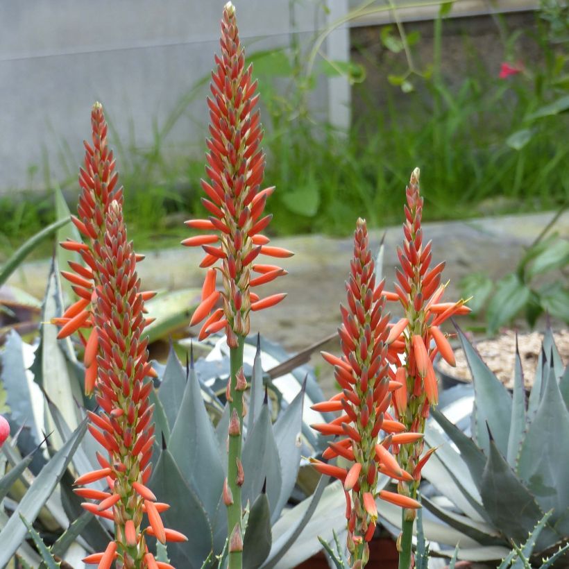 Aloe aristata - Aloë (Flowering)