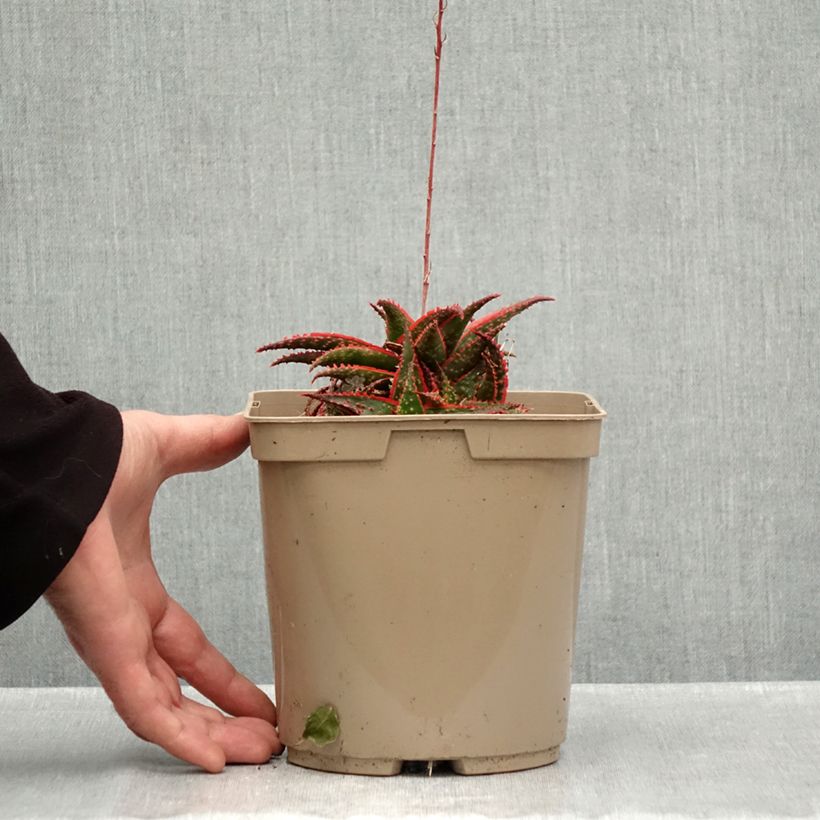 Exemplaar van Aloe Christmas Carol - Boomaloë Pot van 3 l/4 l zoals geleverd in de herfst