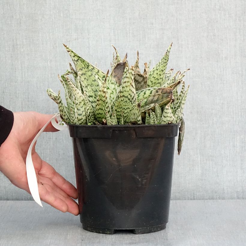 Example of Aloe Delta Lights Pot van 3 l/4 l as you get in hiver