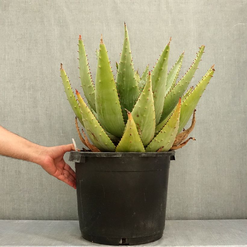 Exemplaar van Aloe marlothii - Bergaloë Pot van 20 l/25 l zoals geleverd in de zomer