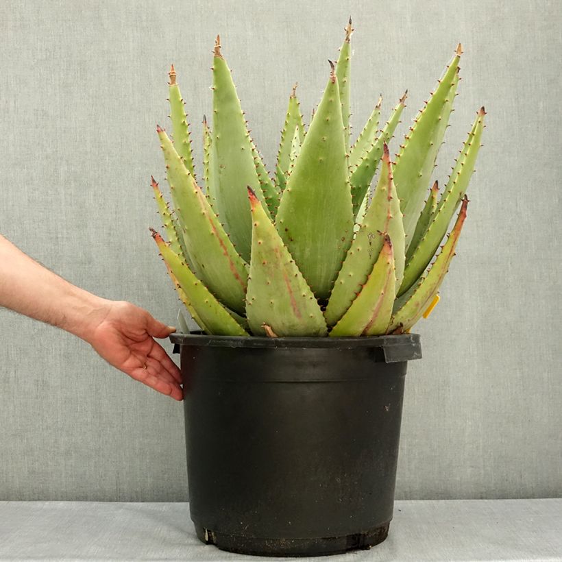Exemplaar van Aloe marlothii - Bergaloë Pot van 20 l/25 l zoals geleverd in de lente