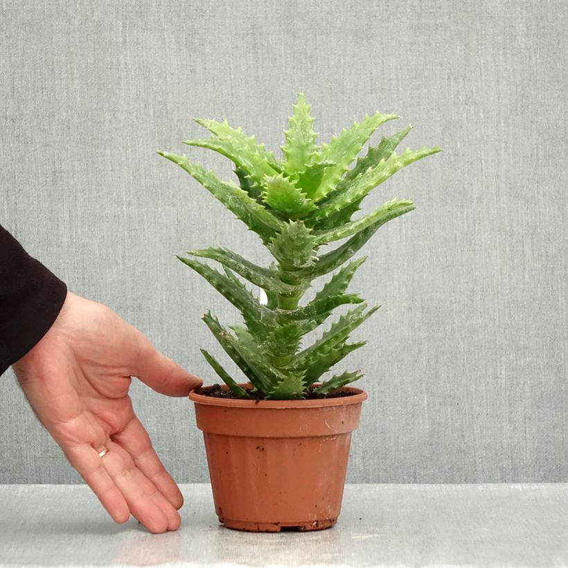 Exemplaar van Aloe morogoroensis - Boomaloë Pot van 12 cm / 13 cm zoals geleverd in de herfst