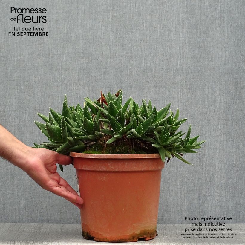 Exemplaar van Aloe perfoliata - Aloë Pot van 7,5 l/10 l zoals geleverd in de herfst