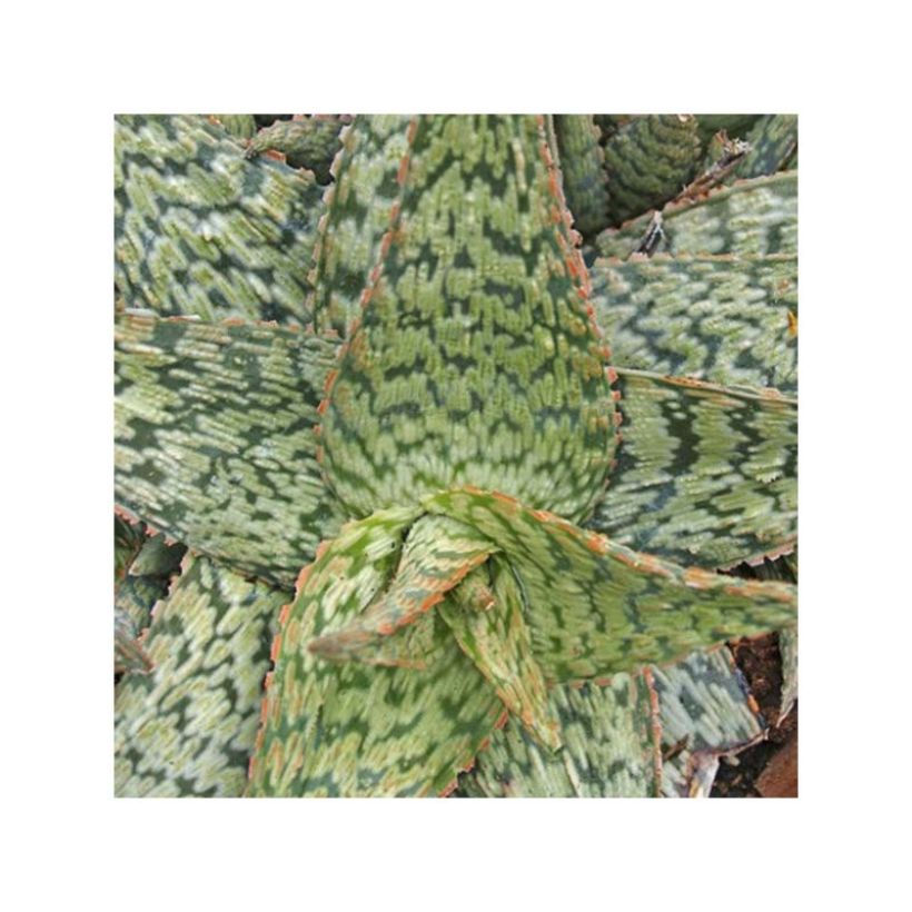 Aloe rauhii Cleopatra - Boomaloë (Foliage)