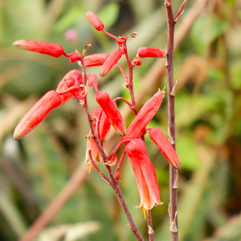 Aloe rauhii Cleopatra - Boomaloë (Flowering)