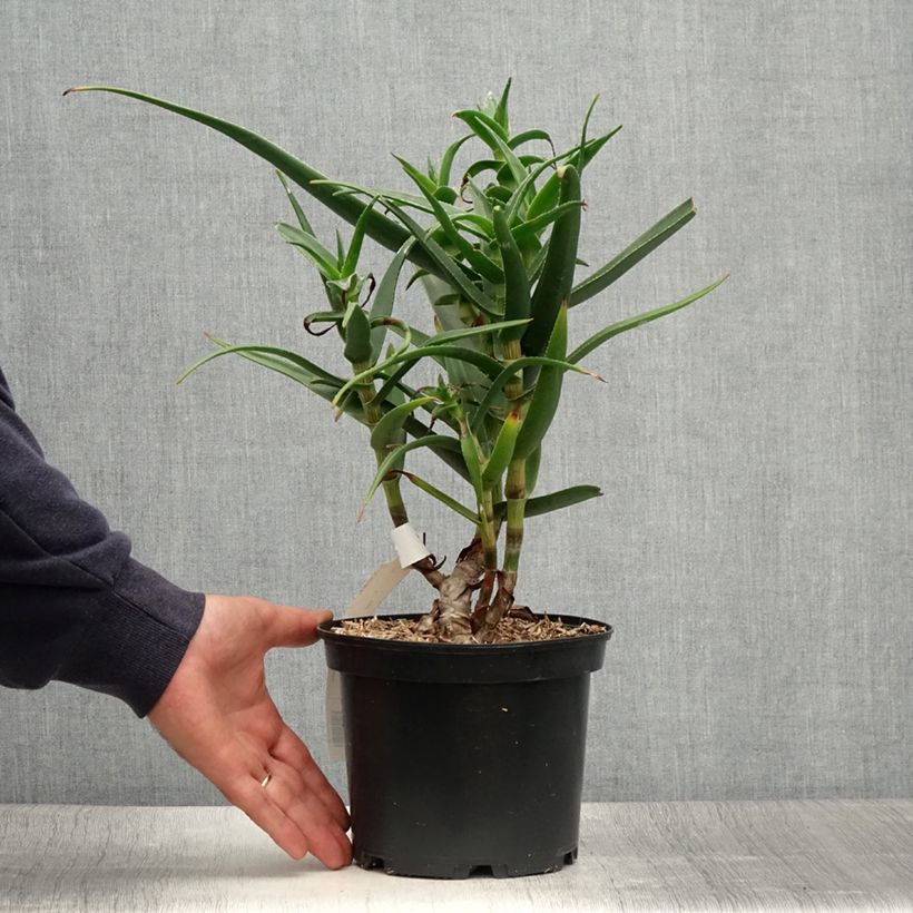 Exemplaar van Aloe striatula - Boomaloë Pot van 2 l/3 l zoals geleverd in de zomer