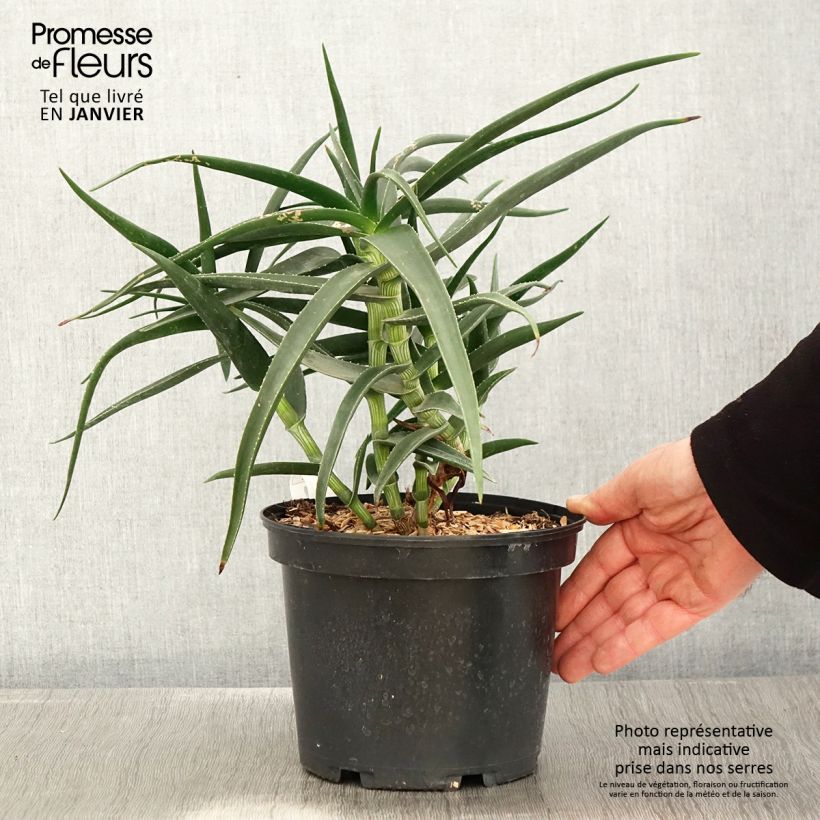Example of Aloe striatula - Aloès arbustif Pot van 2 l/3 l as you get in hiver