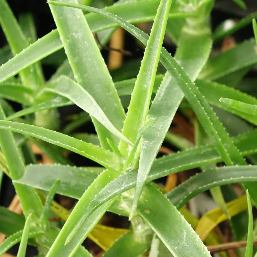 Aloe striatula ArticJungle - Aloëboom (Blad)