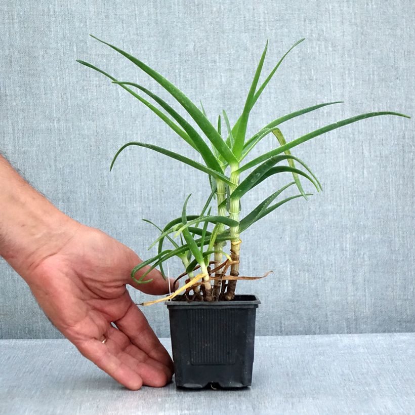 Exemplaar van Aloe striatula ArticJungle - Aloëboom Kweekpotje van 8/9 cm zoals geleverd in de zomer