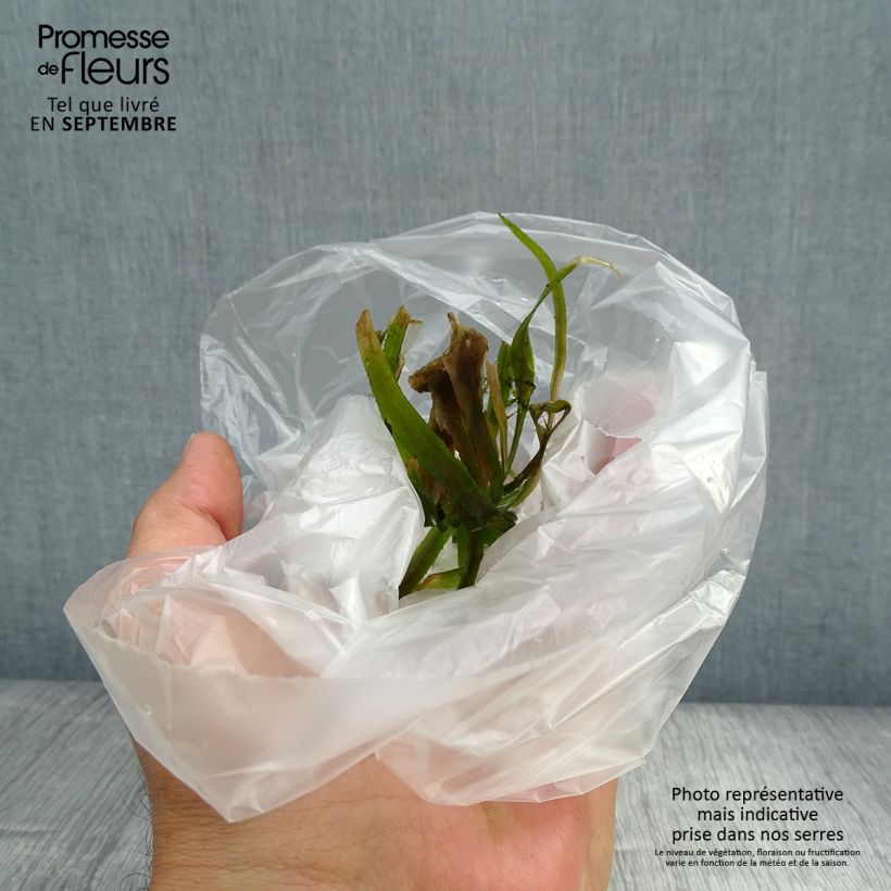 Exemplaar van Stratiotes aloides - Krabbenscheer Doos zoals geleverd in de herfst