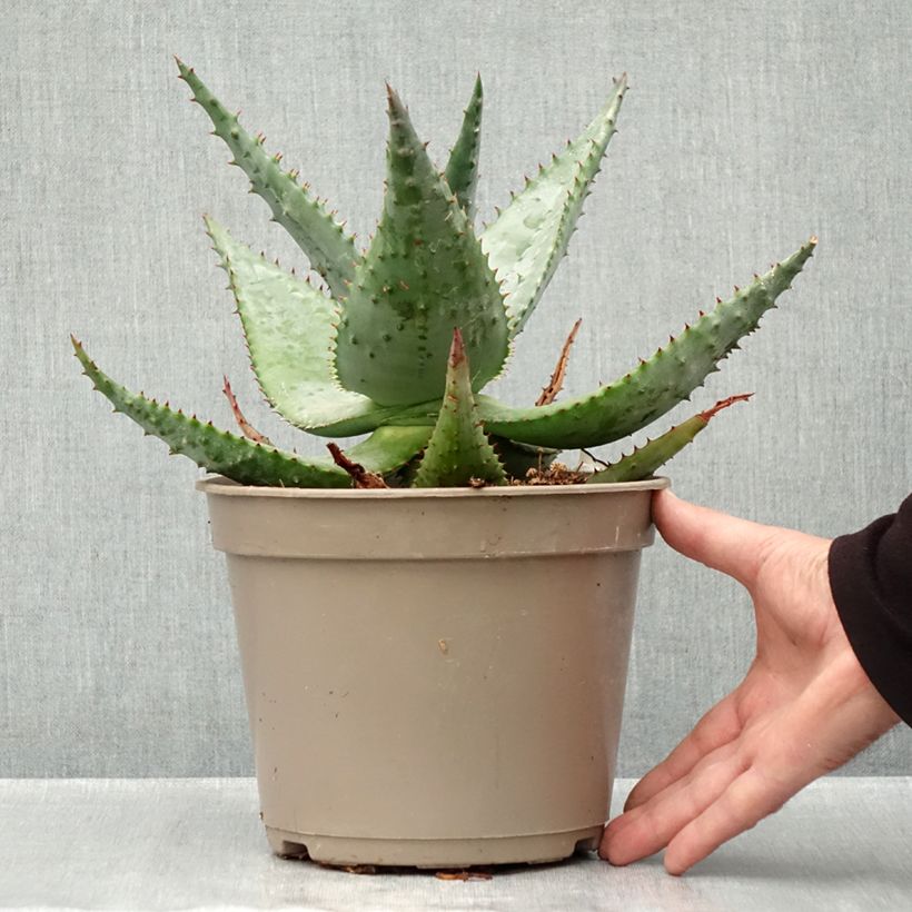 Example of Aloe ferox - Kortbladige aloë Pot van 4 l/5 l as you get in automne