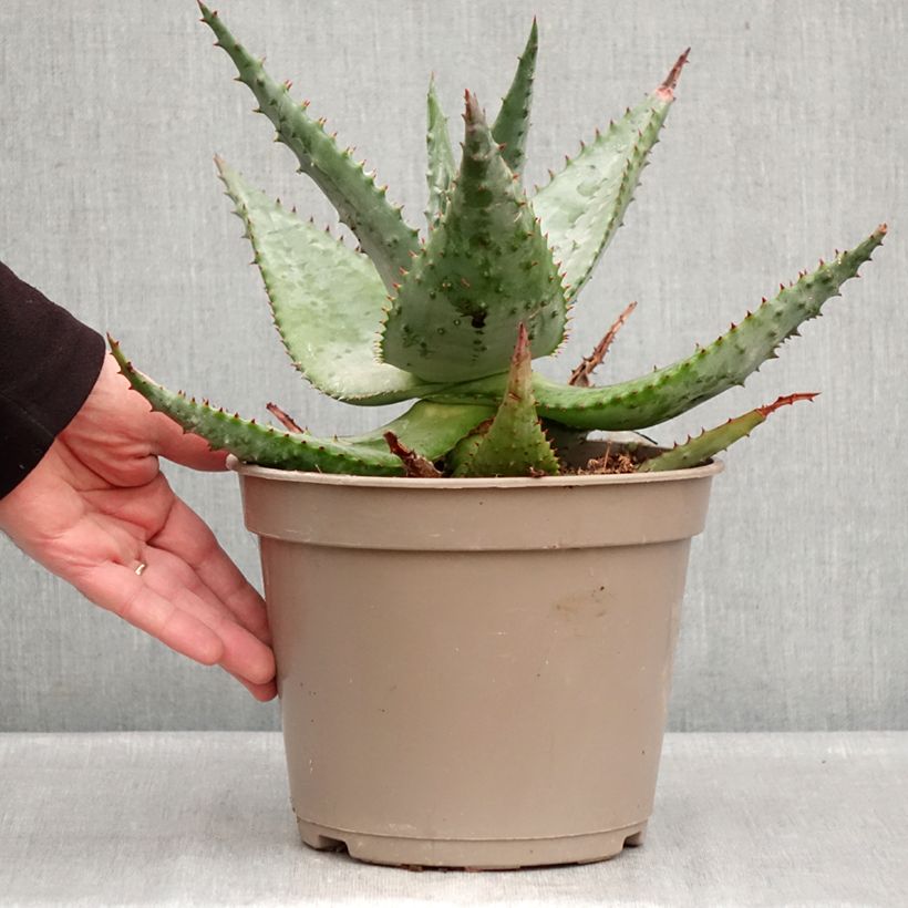 Exemplaar van Aloe ferox - Kortbladige aloë Pot van 4 l/5 l zoals geleverd in de winter