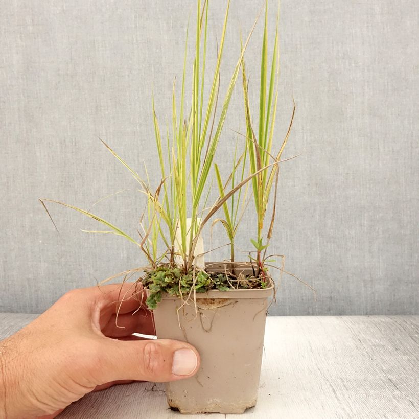Exemplaar van Alopecurus pratensis Aureovariegatus - Grote vossenstaart Kweekpotje van 8/9 cm zoals geleverd in de zomer