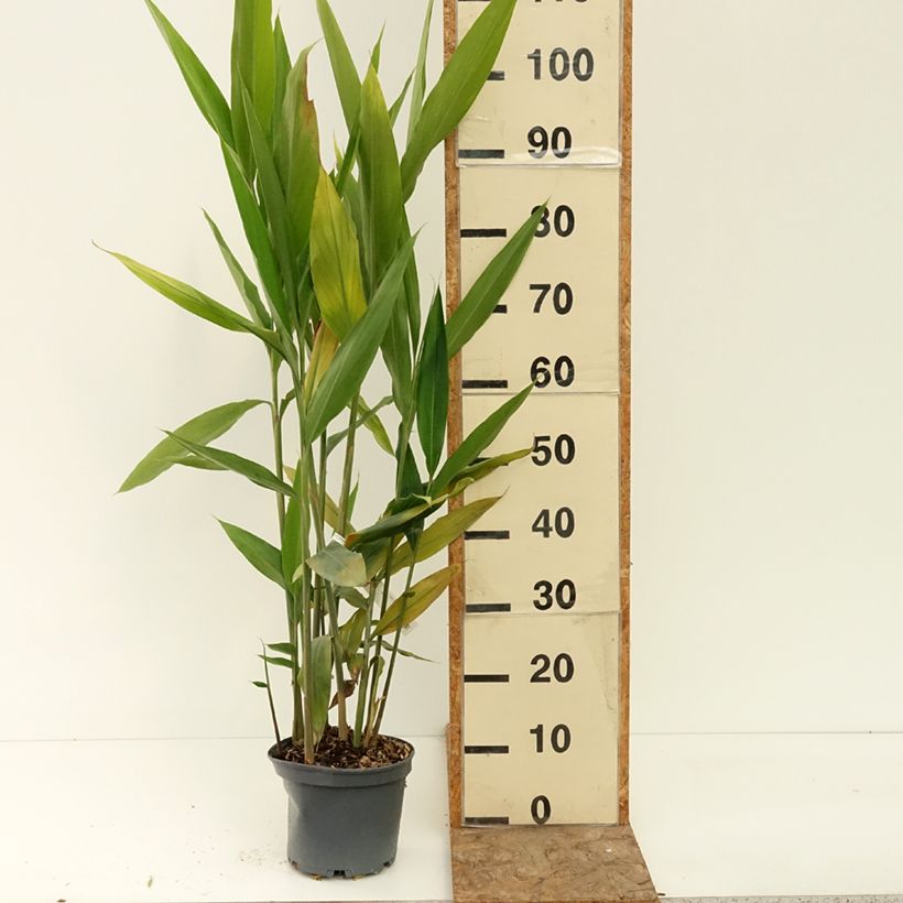 Exemplaar van Alpinia galanga - Laos Pot van 2 l/3 l zoals geleverd in de zomer