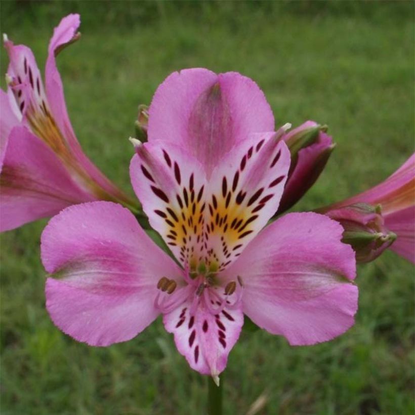 Alstroemeria Duc d'Anjou Charles - Incalelie (Flowering)