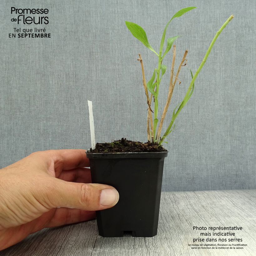 Exemplaar van Alstroemeria Duc d'Anjou François - Incalelie Kweekpotje van 8/9 cm zoals geleverd in de herfst