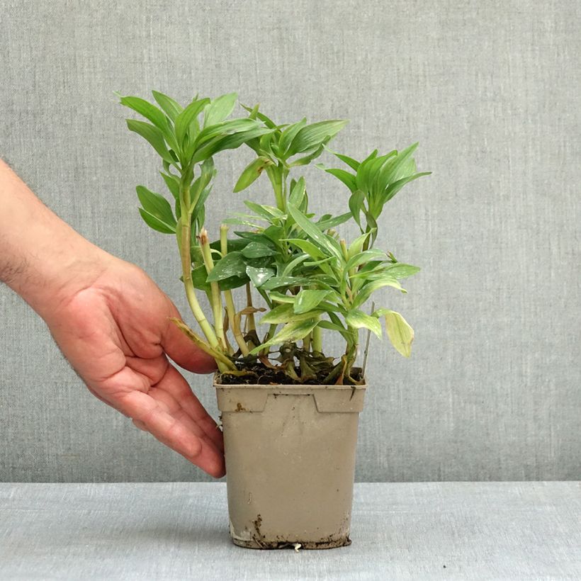 Exemplaar van Alstroemeria Duc d'Anjou François - Incalelie Pot van 1 l/1,5 l zoals geleverd in de lente