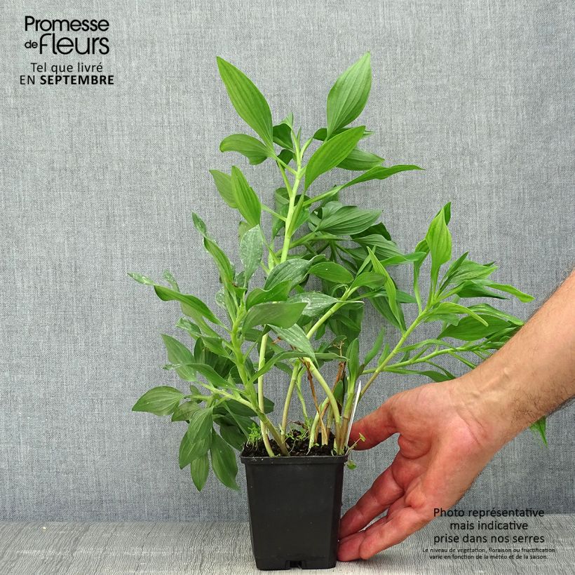 Exemplaar van Alstroemeria Duc d'Anjou Jean - Incalelie Kweekpotje van 8/9 cm zoals geleverd in de herfst